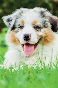 Australian Shepherd Spring Notebook & Journal. Productivity Work Planner & Idea Notepad