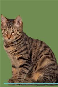 Kurilian Bobtail Affirmations Workbook Kurilian Bobtail Presents