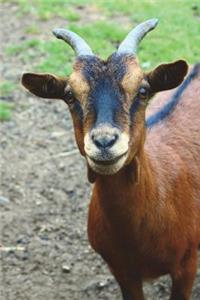 The Goat Journal