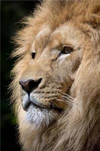 Portrait of a Beautiful African Lion King of the Beasts Journal
