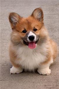 A Corgi Puppy Dog Smiling Up at You Pet Journal