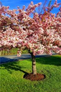 2020 Daily Planner Flowering Tree Full Bloom 388 Pages