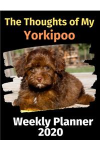 The Thoughts of My Yorkipoo