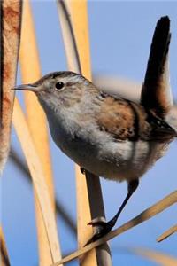 Marsh Wren (Cistothorus Palustris) Bird Journal