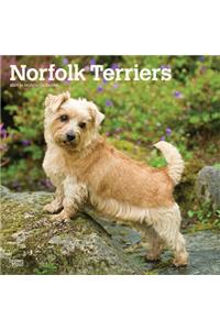 Norfolk Terriers 2021 Square Btuk