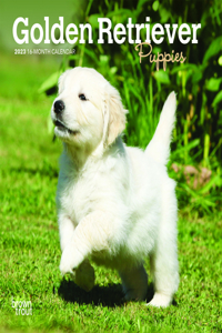 Golden Retriever Puppies 2023 Mini 7x7