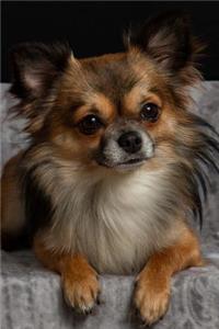 Lounging Long-Haired Chihuahua Dog Journal