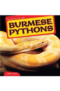 Burmese Pythons