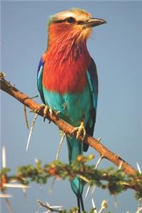 Colorful Fork-Tailed Roller Bird Journal