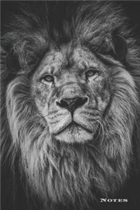 Lion Photography Black & White