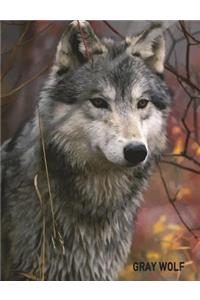 Gray Wolf