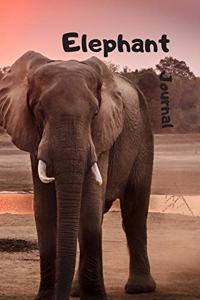 Elephant Journal