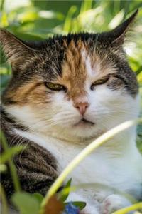 A Skeptical Looking Cat Journal