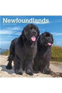 Newfoundlands 2019 Square