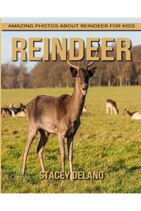 Reindeer