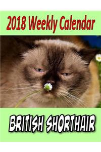 2018 Weekly Calendar British Shorthair