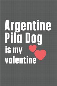 Argentine Pila Dog is my valentine