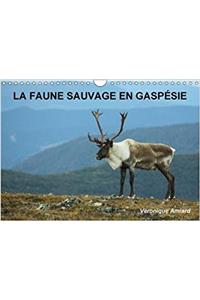 Faune Sauvage En Gaspesie 2018