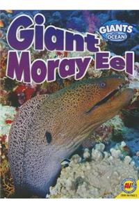 Giant Moray Eel