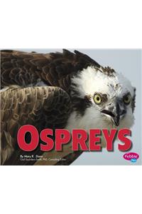 Ospreys