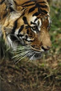 MindBlowing Cute Big Cats Journal 5