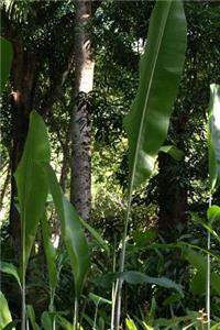 View of Jungle in Hawaii Journal