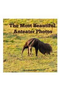 The Most Beautiful Anteater Photos