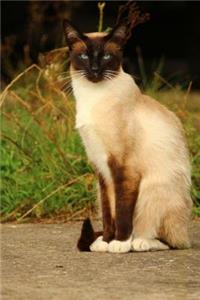 Dainty Seated Seal Point Siamese Cat Journal