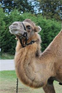 Smug Camel Portrait Journal