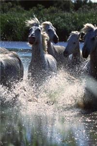 Journal Chincoteague Ponies Splash Water Horse Equine