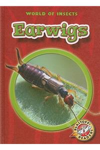 Earwigs