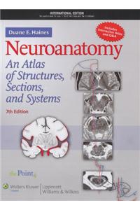 Neuroanatomy