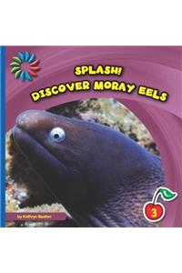 Discover Moray Eels