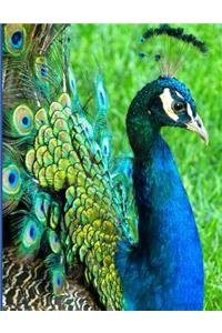 Graph Paper Notebook - Peacock