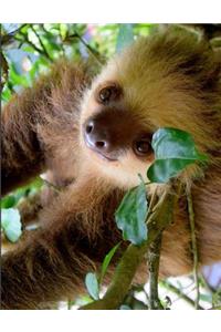 Sloth Notebook Journal 150 Page College Ruled Pages 8.5 X 11