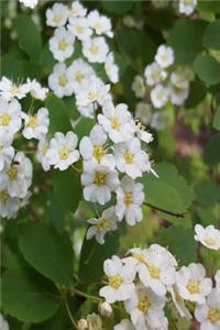 2019 Daily Planner Summer White Blooms 384 Pages