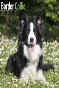 Border Collie Calendar 2019
