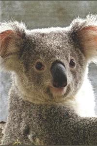 Koala Notizbuch