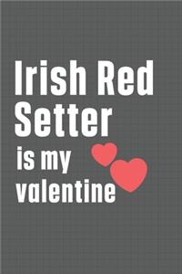 Irish Red Setter is my valentine