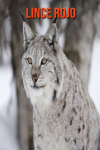 Lince rojo