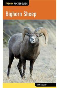 Bighorn Sheep