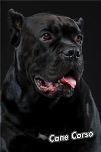 Cane Corso