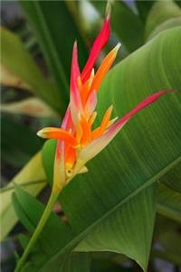 Exotic Bird of Paradise Flower Journal