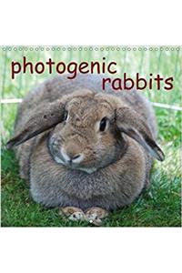 Photogenic Rabbits 2018