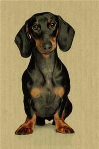 Dachshund