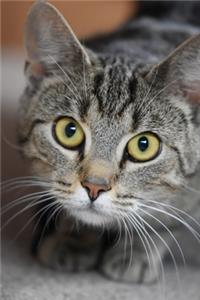 Cat notebook - achieve your goals, perfect 120 lined pages #3