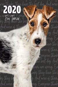 2020 Fox Terrier