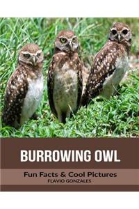 Burrowing Owl: Fun Facts & Cool Pictures