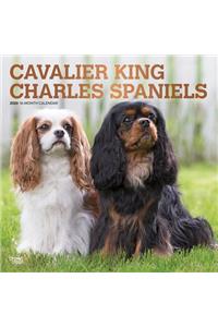 Cavalier King Charles Spaniels 2020 Square Foil