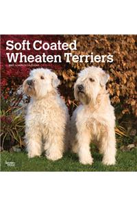 Wheaten Terriers, Soft Coated 2021 Square